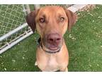 Adopt JOE a Brown/Chocolate Rhodesian Ridgeback / Mixed dog in Austin