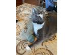 Adopt Bug a Gray or Blue (Mostly) American Shorthair (short coat) cat in