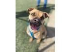 Adopt Peach a Brown/Chocolate Mastiff / Mixed dog in Visalia, CA (29399728)