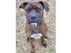 Adopt Chloe a Brown/Chocolate Cane Corso / Labrador Retriever / Mixed dog in