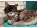 Adopt CALLIE a Gray, Blue or Silver Tabby Domestic Longhair / Mixed (long coat)