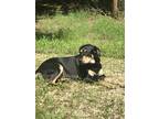 Adopt Cooper a Black - with Tan, Yellow or Fawn Rottweiler / Labrador Retriever