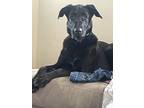 Adopt Lucy a Black German Shepherd Dog / St. Bernard / Mixed dog in Canton