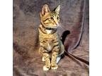 Adopt August a Brown Tabby American Shorthair / Mixed (short coat) cat in