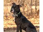 Adopt Diesel a Black Mixed Breed (Large) / Mixed dog in Barco, NC (33533052)