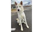 Adopt 75068 Artemis a White Husky / Mixed dog in Spanish Fork, UT (33528413)