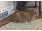 Adopt Tangelo a Orange or Red Tabby Domestic Shorthair (short coat) cat in