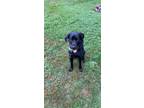 Adopt nova a Black Labrador Retriever / Rottweiler / Mixed dog in Tarentum