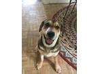 Adopt Rachel Ann a Tan/Yellow/Fawn Shar Pei / American Pit Bull Terrier / Mixed