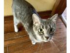Adopt Fiona a Gray, Blue or Silver Tabby Domestic Shorthair (short coat) cat in