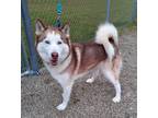 Adopt Kobe a Siberian Husky / Mixed dog in Fremont, OH (33532457)