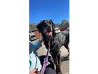 Adopt Willow a Brown/Chocolate Bloodhound / Australian Shepherd / Mixed dog in
