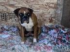 Adopt Ginger a Brown/Chocolate - with Black Boxer / Mixed dog in Simi Valley