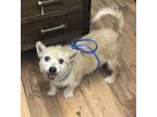 Adopt Butch+ a Cairn Terrier / Tea Cup Poodle / Mixed dog in Columbia