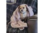 Adopt Micheal a Pug / Beagle / Mixed dog in Columbia, TN (33531198)