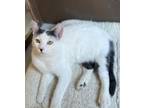 Adopt Brando a Domestic Shorthair / Mixed cat in Colorado Springs, CO (33530951)