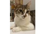 Adopt Selina a Brown Tabby Domestic Shorthair (short coat) cat in Parlier