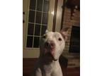Adopt Clyde a White - with Brown or Chocolate American Staffordshire Terrier /