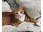 Adopt Gigaton (Giggy) a Orange or Red Tabby Domestic Shorthair (short coat) cat