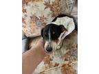 Adopt Patty a Tricolor (Tan/Brown & Black & White) Australian Cattle Dog / Mixed