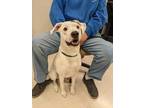 Adopt Junior a White Bull Terrier / Boxer / Mixed dog in Westampton