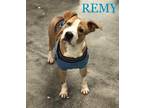 Adopt Remy a White - with Brown or Chocolate Staffordshire Bull Terrier / Mixed