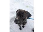 Adopt Cohen DR-A a Brindle Cane Corso / Mixed dog in Cleveland, OH (33529148)