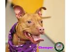 Adopt 21-12-3562 Chomper a Pit Bull Terrier / Mixed dog in Dallas, GA (33529133)