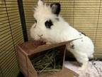 Adopt RHETT a White Lionhead / Mixed rabbit in Norfolk, VA (33528988)