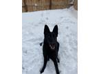 Adopt Eris a Black German Shepherd Dog / Mixed dog in Reno, NV (33528208)