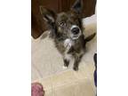 Adopt Roxy a Brindle Australian Shepherd / Mixed dog in Belmont, NC (33514066)