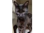 Adopt Skyler a All Black Domestic Shorthair / Domestic Shorthair / Mixed cat in