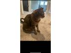 Adopt Petrie a Spotted Tabby/Leopard Spotted Domestic Shorthair / Mixed (short