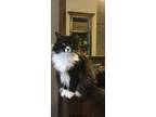 Adopt Izzy a Black & White or Tuxedo Domestic Longhair / Mixed (long coat) cat