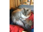Adopt Silica (In Home) a Gray, Blue or Silver Tabby Siamese (medium coat) cat in