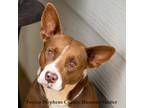 Adopt Sally Brown a Red/Golden/Orange/Chestnut Australian Cattle Dog / Mixed dog