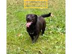 Adopt Precious and Rhonda a Black Labrador Retriever / Rat Terrier / Mixed dog