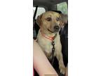 Adopt Diesel a Tan/Yellow/Fawn Labrador Retriever / Mixed dog in Hayden