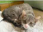 Adopt Maple-kitten a Gray, Blue or Silver Tabby Domestic Shorthair / Mixed