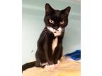 Adopt Freckles-adult a Black & White or Tuxedo Domestic Shorthair / Mixed (short