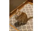 Adopt Ron a Orange or Red (Mostly) American Shorthair / Mixed (short coat) cat