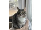 Adopt Artem a Gray, Blue or Silver Tabby American Shorthair / Mixed (short coat)