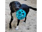 Adopt Corbin a Black - with White Catahoula Leopard Dog / Mixed dog in