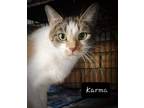 Adopt Karma a Calico / Mixed (short coat) cat in El Dorado, AR (33526549)