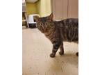 Adopt Biscuit a Brown Tabby Domestic Shorthair (short coat) cat in Blountville