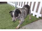 Adopt LEVI a Australian Cattle Dog / Blue Heeler, Mixed Breed