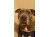 Adopt Roxy a Pit Bull Terrier,