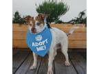 Adopt King Louis a Jack Russell Terrier, Mixed Breed