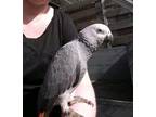 2 Years Old Good Talker African Grey Parrot