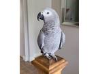 11 Months Beautiful African Grey Baby